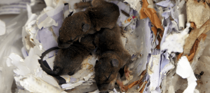 Do Mothballs Get Rid of Rodents?