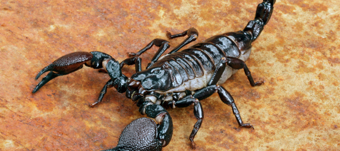 a scorpion