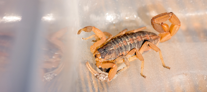 How to Identify Bark Scorpions in Texas