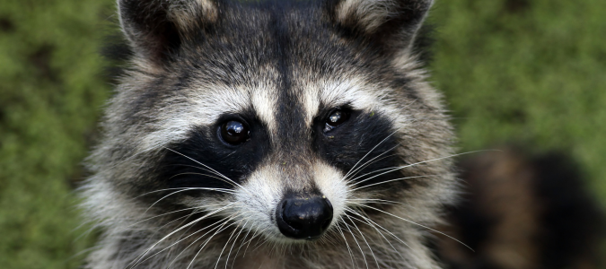 a raccoon