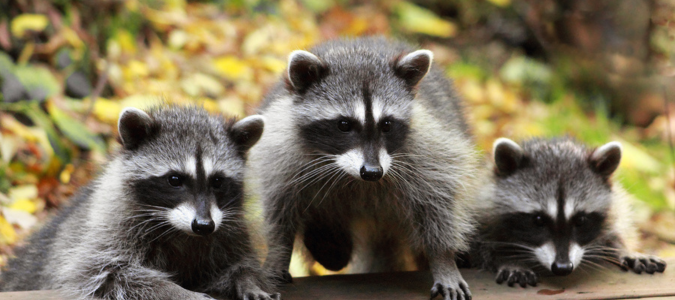 three raccoons