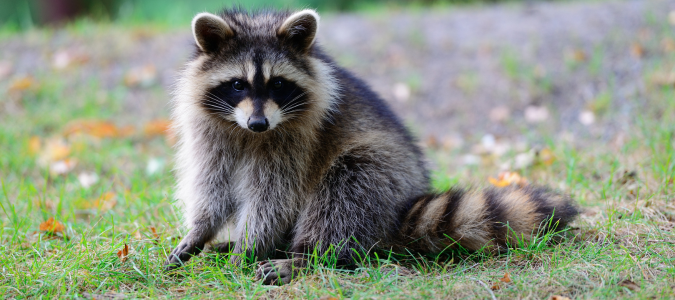 What Sound Does a Raccoon Make?