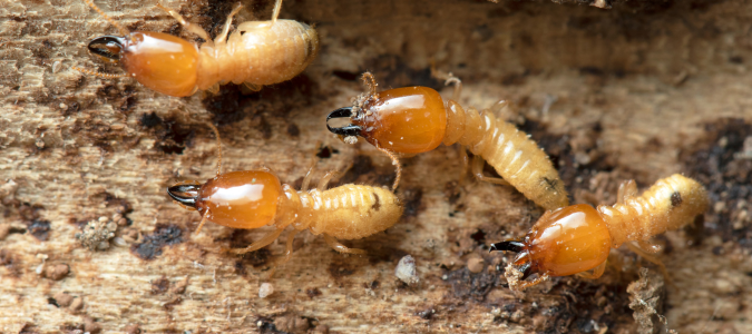 termites