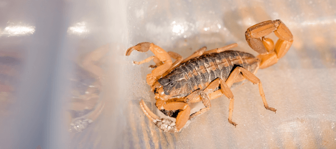 Bark scorpion