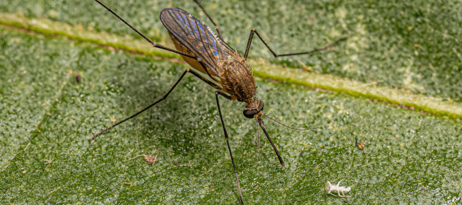 Brown Mosquito