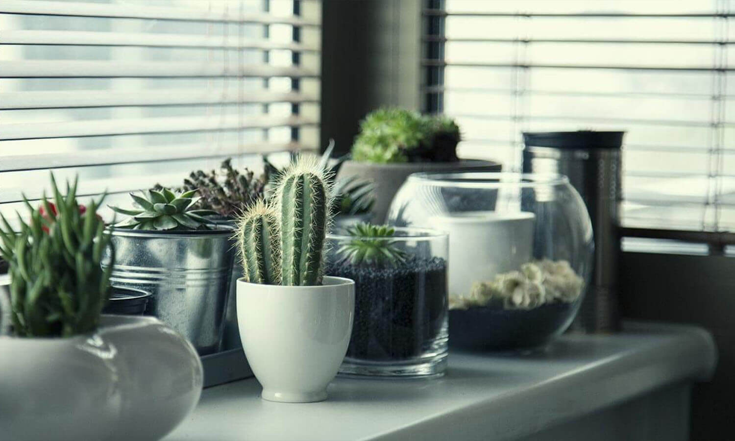 Counter top covered with succulents