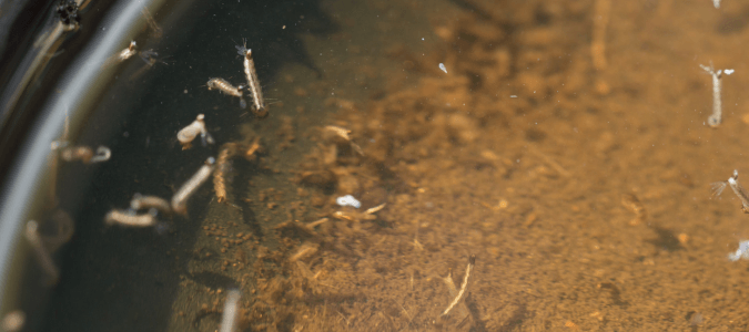 mosquito larvae in a water bowl