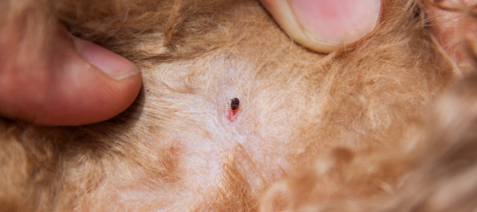 a flea on a dog