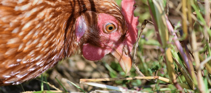 a chicken in some grass