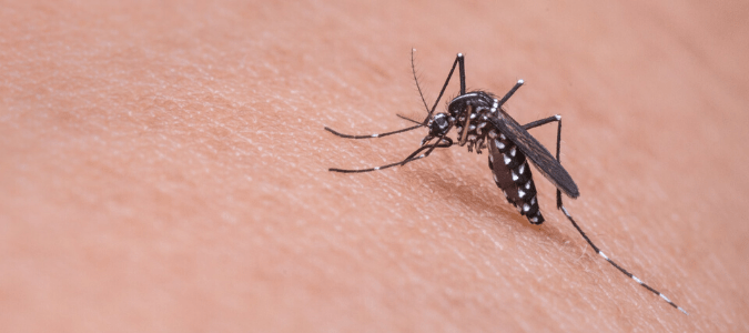 a mosquito on a person's skin