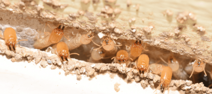 termites eating some wood