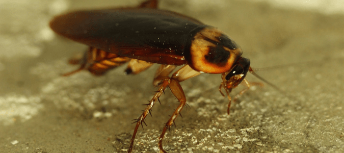 a cockroach