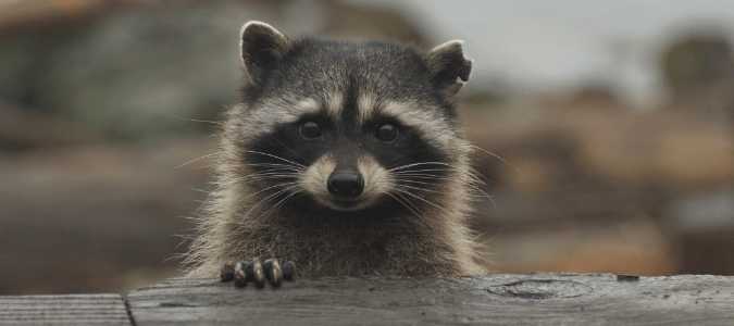 a raccoon looking over a piece of wood