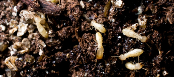 termites in the dirt