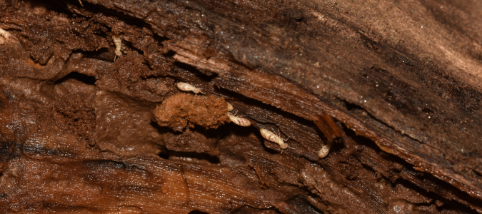 Termites on wood