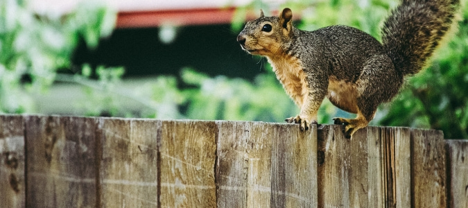 a squirrel on a fence