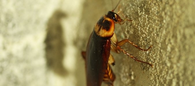 a cockroach on a wall