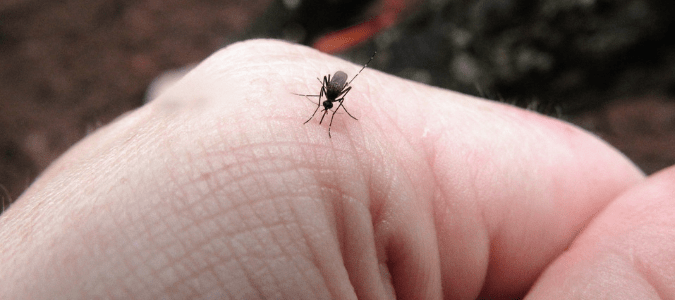 a mosquito biting someone's hand