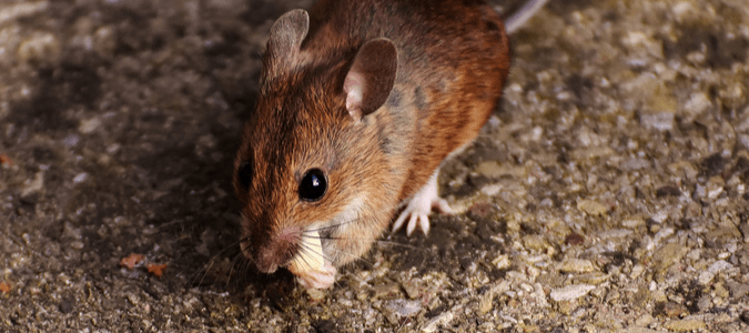 a mouse eating