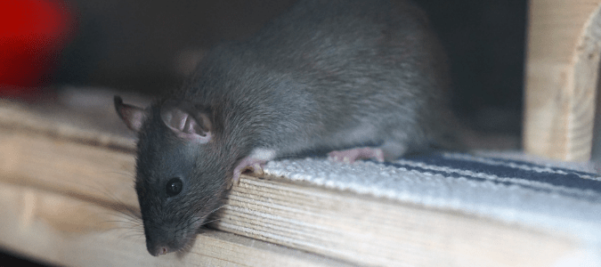 rat in ceiling