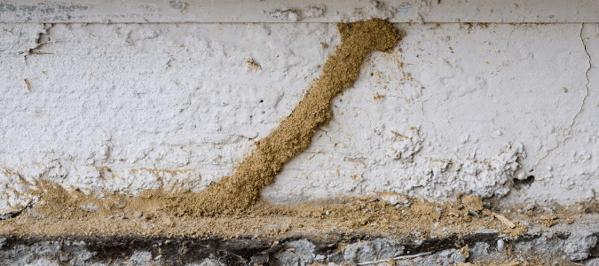 subterranean termite tubes